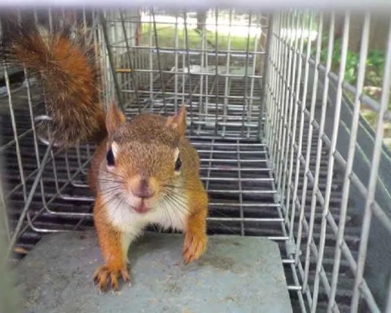 Eco-F‍riend‌ly Approach​es to Wildlife Removal and Prevention