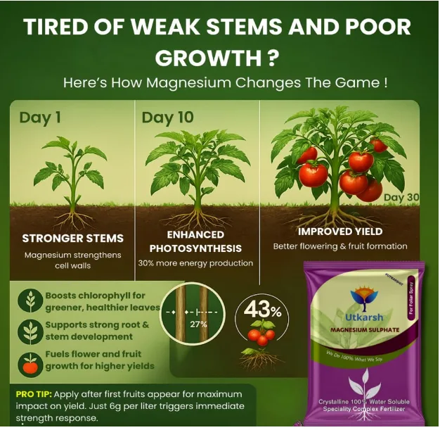 Mg Fertilizer for Crops and Epsom Salt Gardening India: Easy Nutrient Management for Farmers and Gardeners