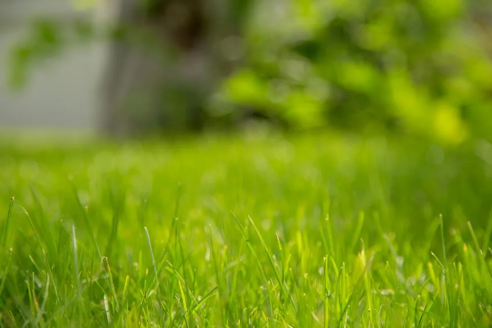 How Lawn Treatment Companies Keep Your Yard Green Year-Round