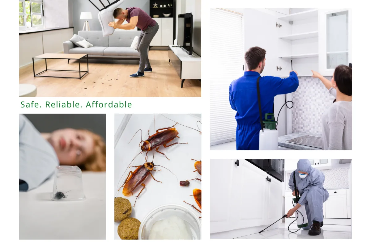 Cockroach Control: Proven Methods to Eliminate Infestation Quickly