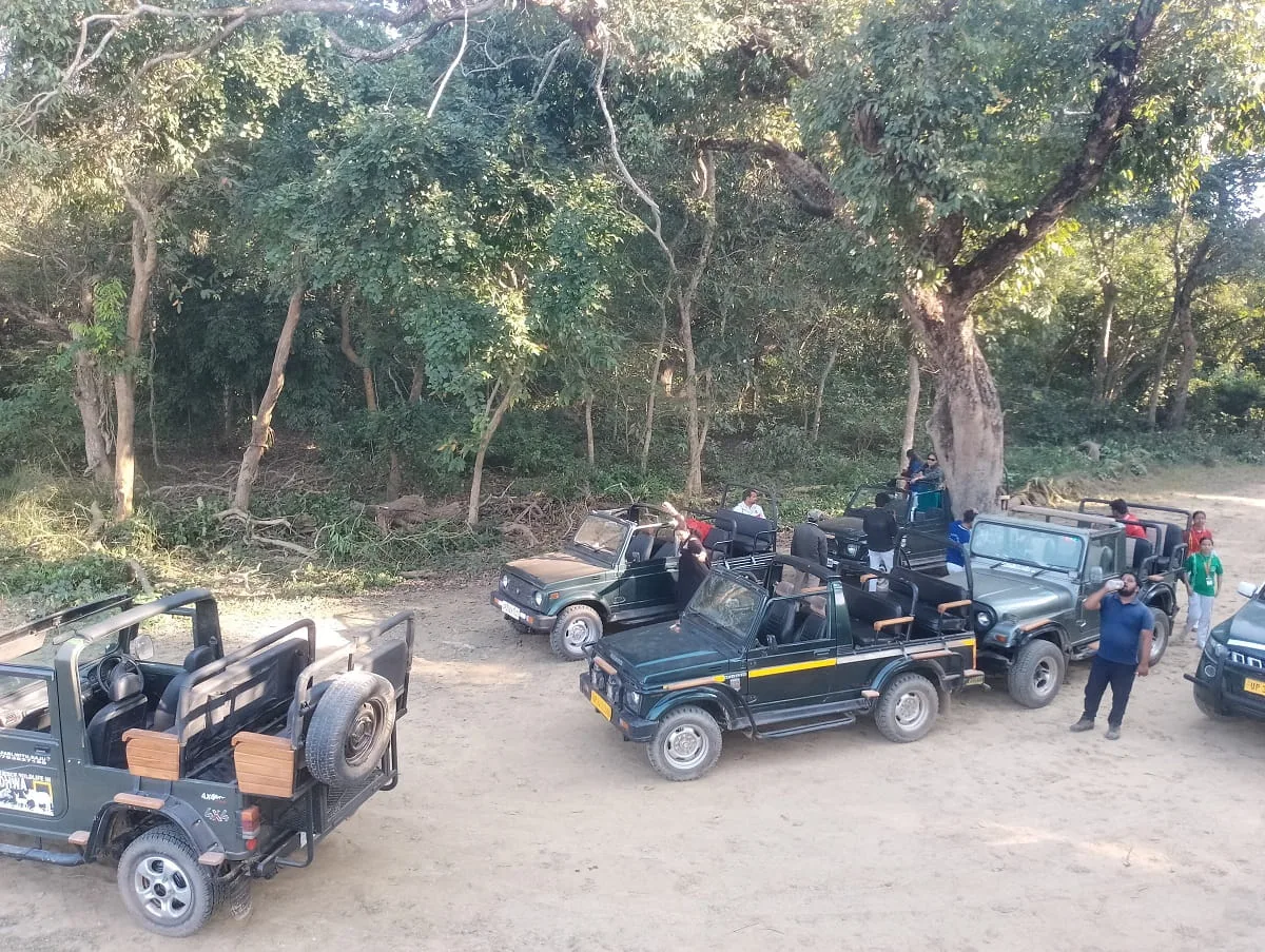 Jungle Safari & Eco-Tourism: Exploring Wildlife While Protecting Nature