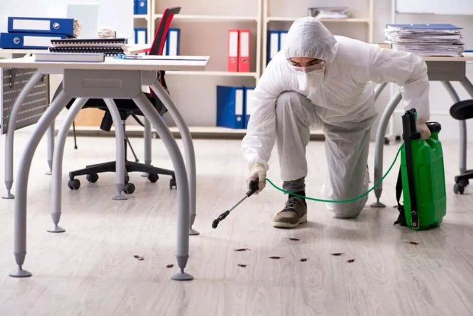 How to Rank Your California Pest Control Company on Google in 2026