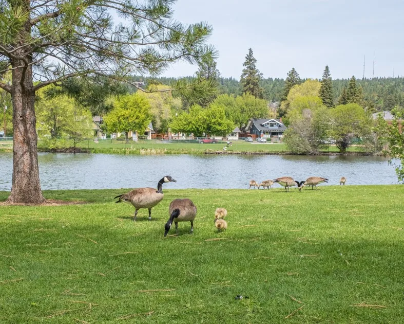 How Canada Geese Affect Stormwater Retention Ponds and Water Quality