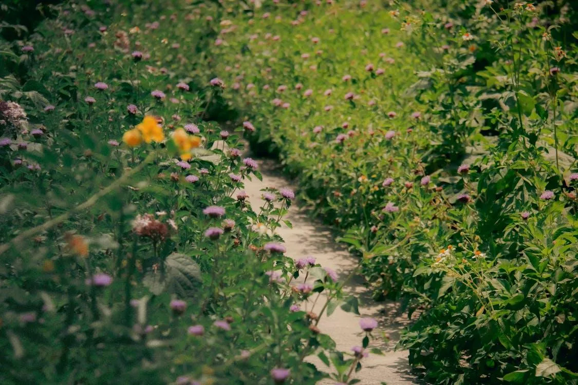 Inside the Growing Movement of Native Plant Corridors & What Gardeners Need to Know