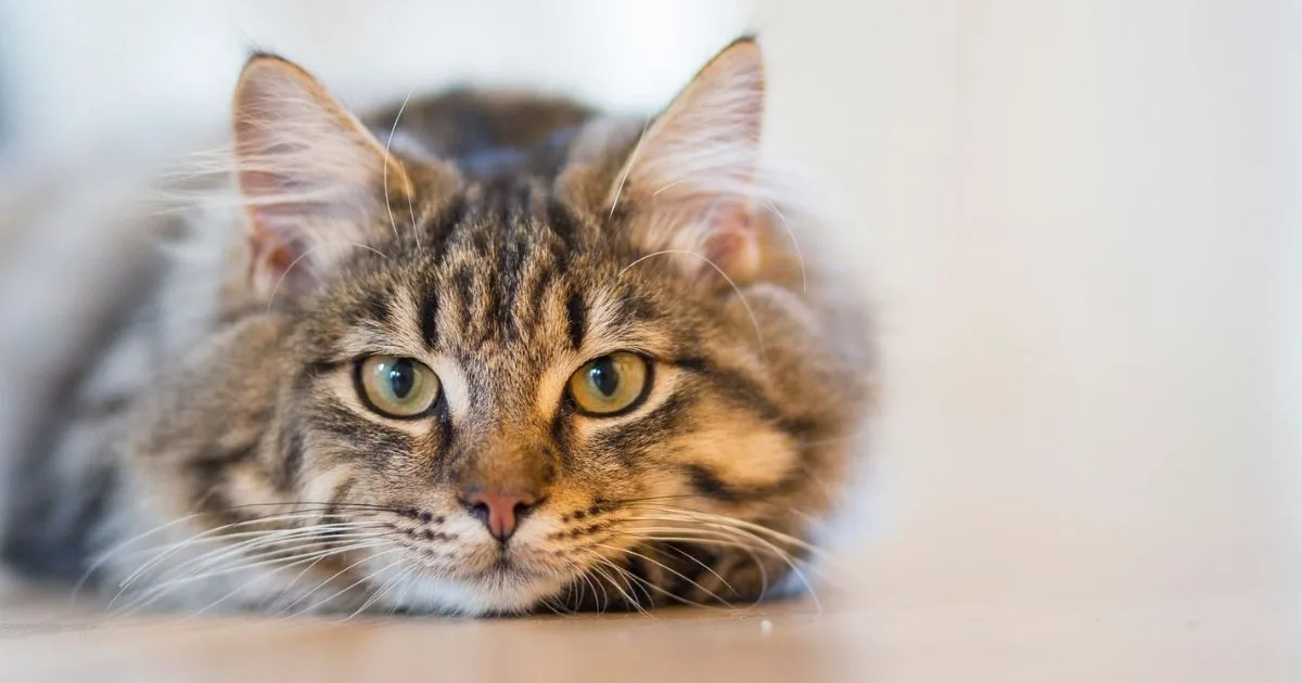 5 Things Your Cat's Immune System Wishes You Knew About Taurine