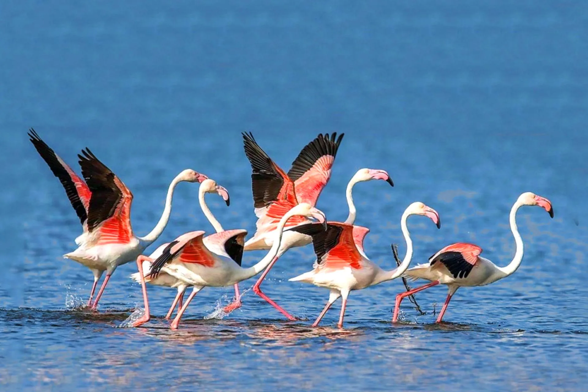 Your 48-Hour Jawai Leopard Safari & Culture Plan