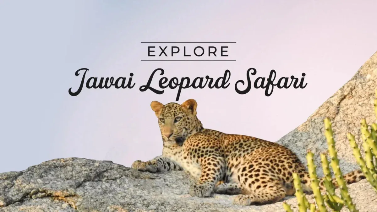 Best Jawai Sightseeing Itinerary for Wildlife