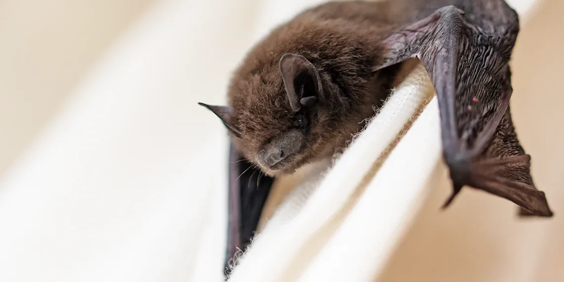 Bat Removal Omaha Nebraska: Professional Solutions to Protect Your Home