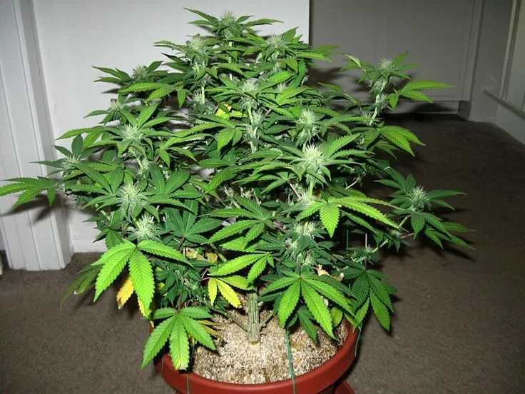 THC Test Kits Guide: How to Screen Cannabis for THC at Home.