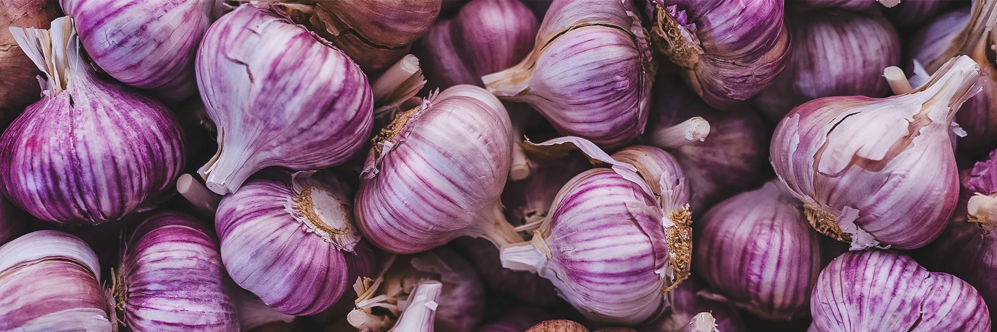 Organic Garlic Cloves: How to Choose, Plant, Grow, and Enjoy Fresh Garlic