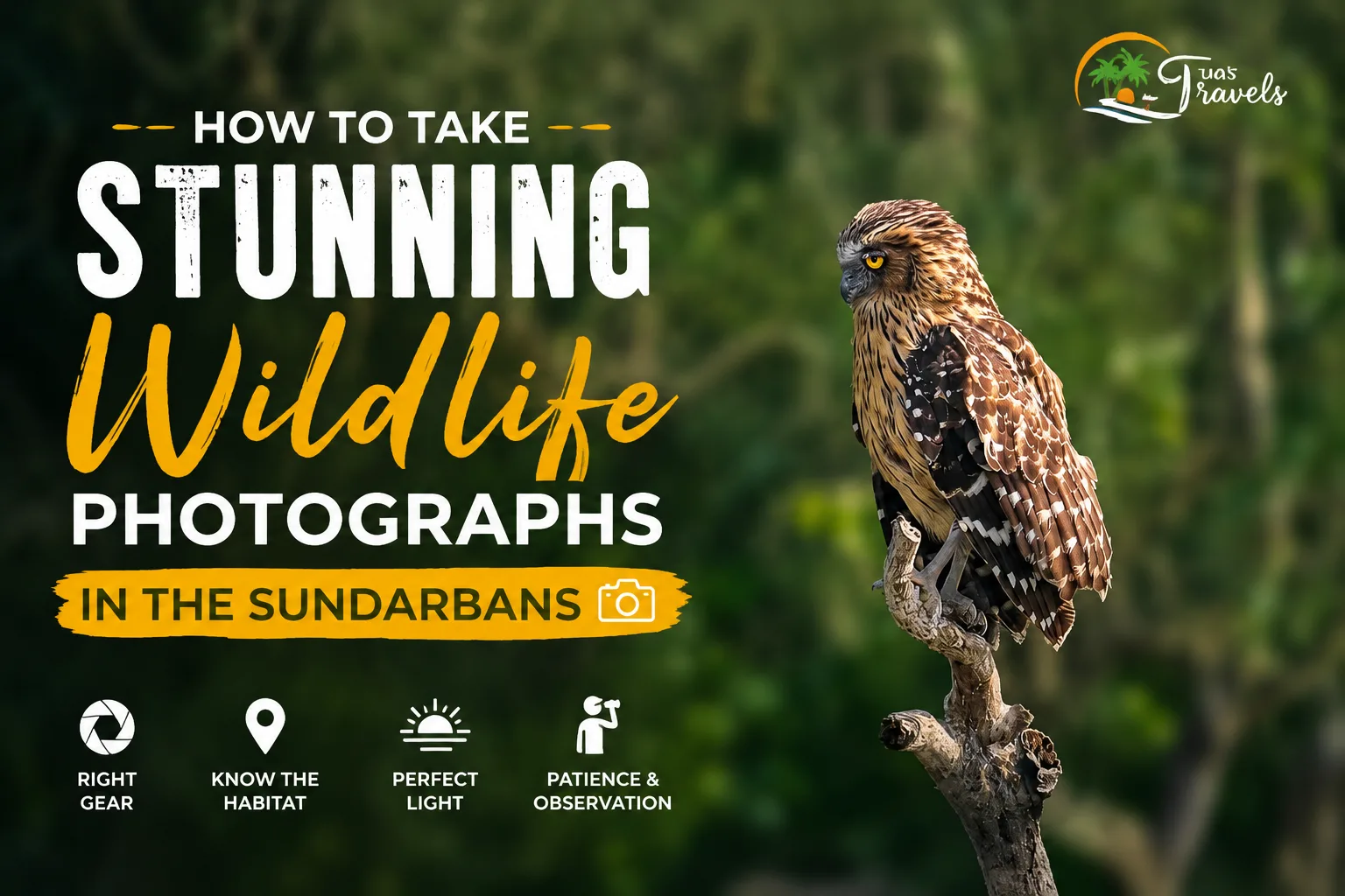 How to Take Stunning Wildlife Photographs in the Sundarbans
