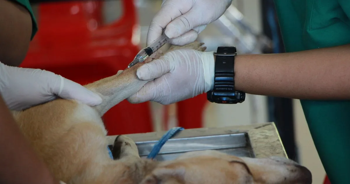 What to Expect During At-Home Pet Euthanasia: A Step-by-Step Guide