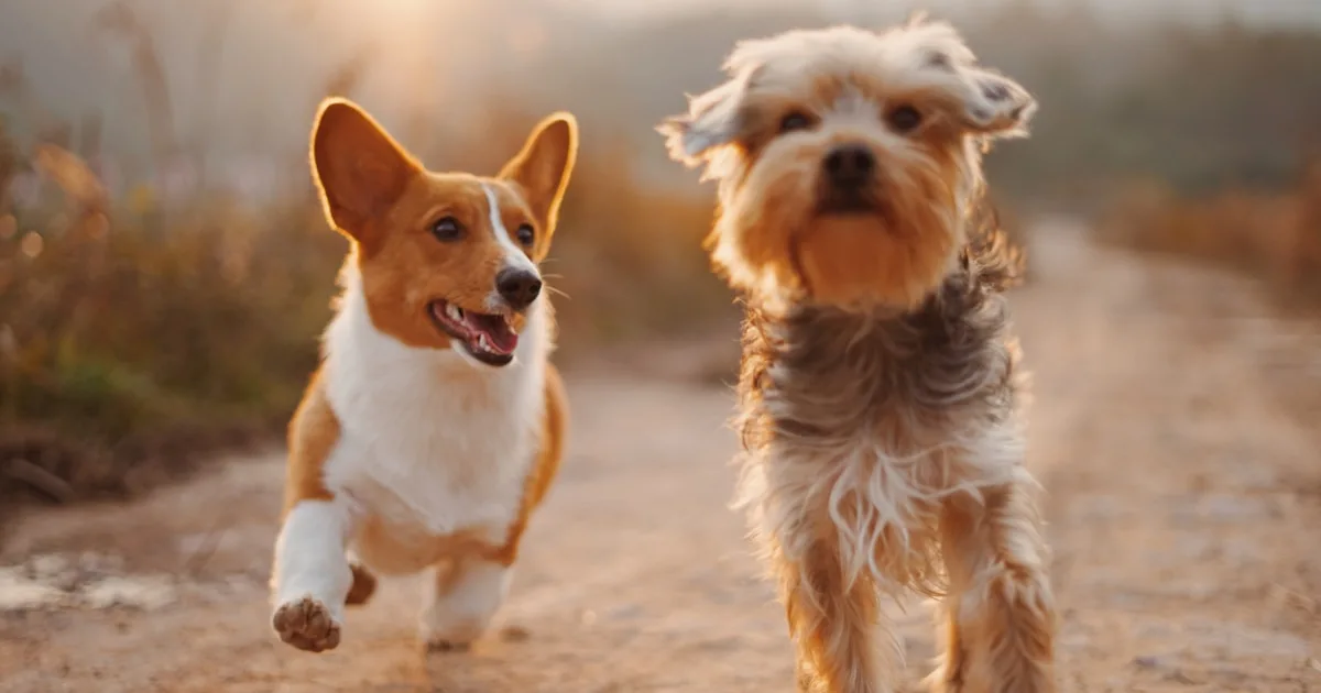 Saying Goodbye with Compassion: Humane At-Home Pet Euthanasia and Cremation