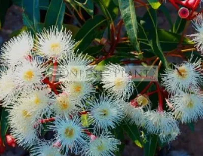 Choosing the Perfect Native Gum Trees for Your Outdoor Space
