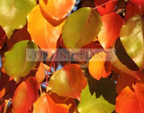 Designing Outdoor Spaces That Feel Cooler, Calmer, and More Private