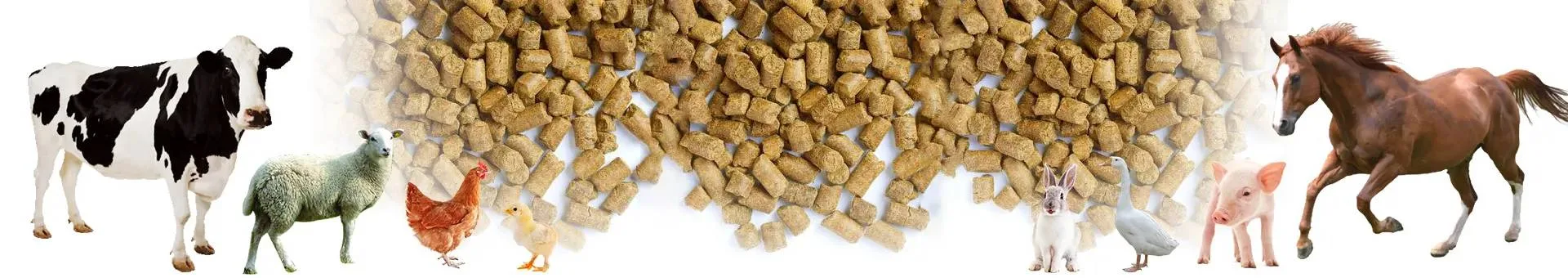 How to Plan an Efficient Animal Feed Factory for Long-Term Growth