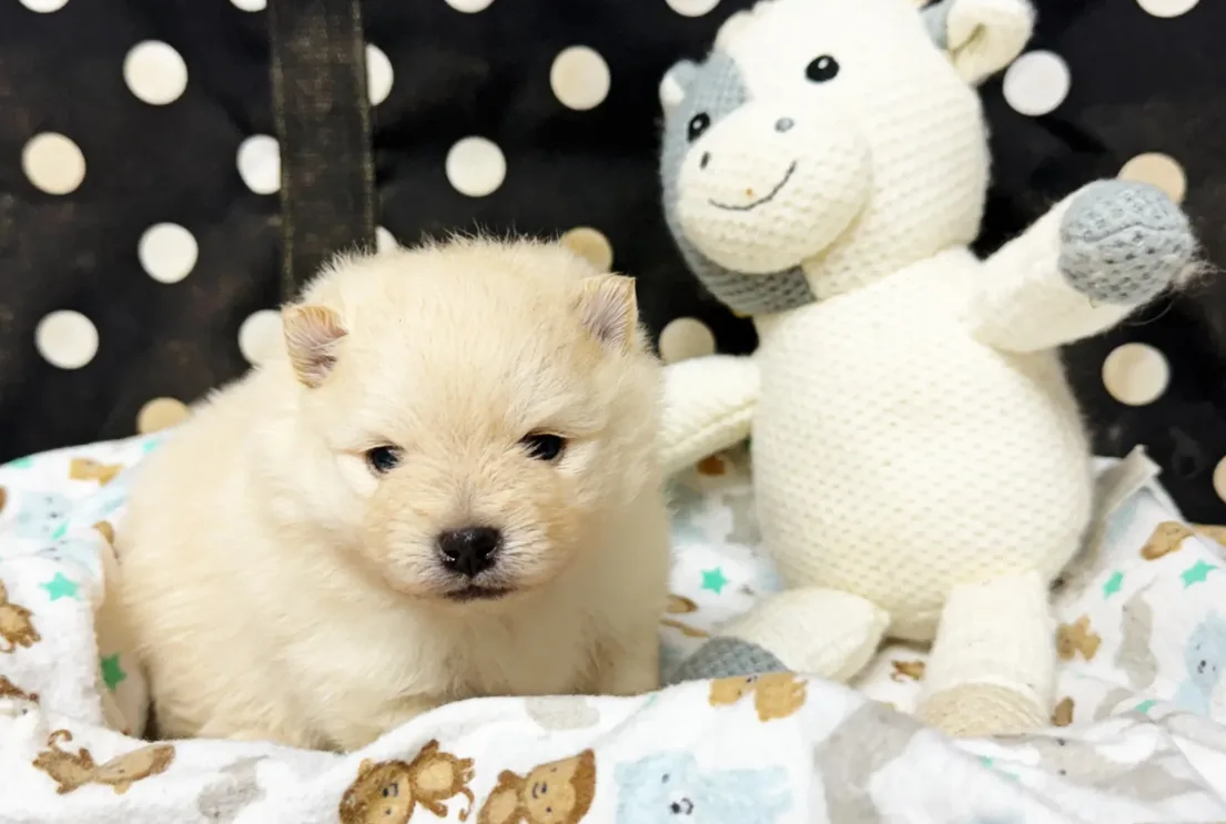 Reserve a Pomeranian Puppy in Georgia: What to Know Beforehand