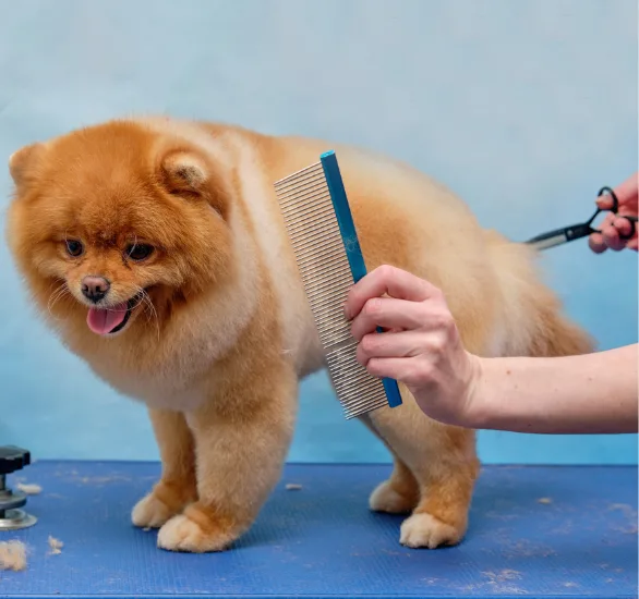5 Signs Your Dog Needs Professional Grooming in Manassas