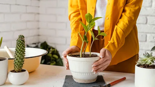 Where Can I Find the Best Plants Online in Noida?