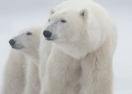 Experience Unforgettable Churchill Polar Bear Tours with Silver Bear Photo Tours