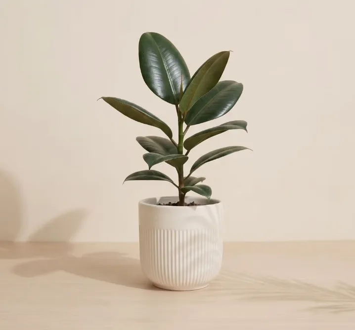 When to Fertilize Indoor Plants in India: A Season-by-Season Calendar
