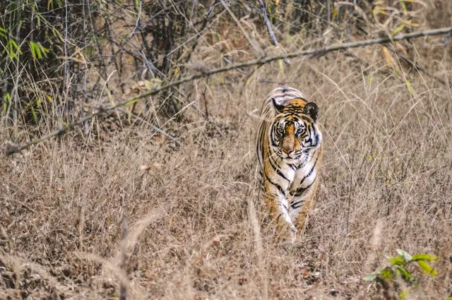 10 Mistakes to Avoid During a Tiger Safari in India