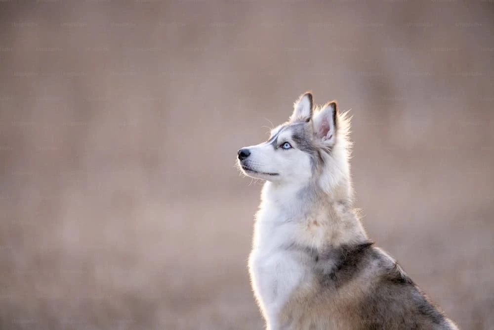 Unpacking the Myth: Do huskies get Cancer