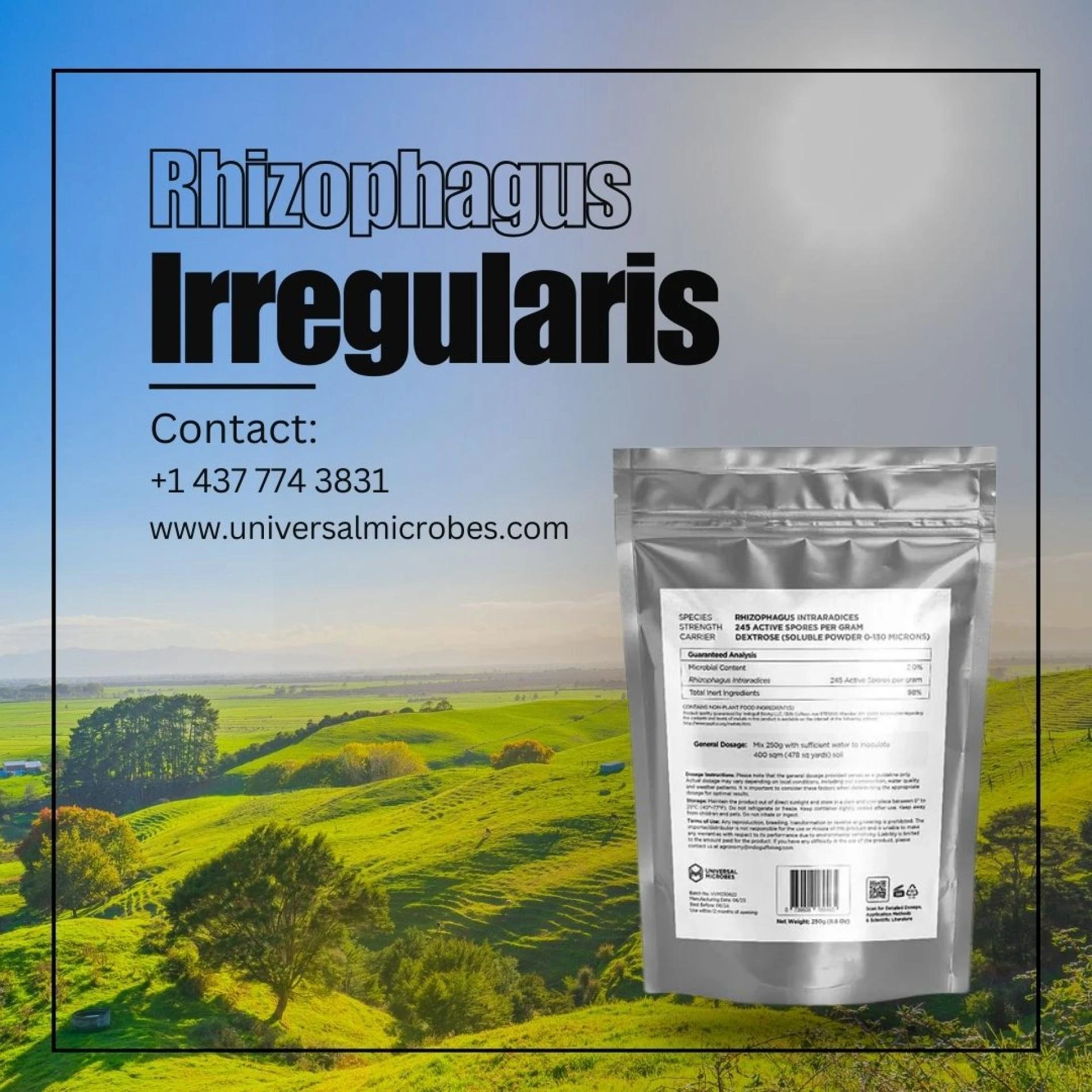 Rhizophagus Intraradices The Future of Farming