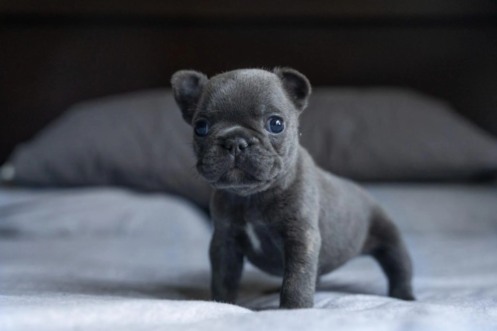 Top Tips for Choosing the Perfect French Bulldog Puppies for Sale