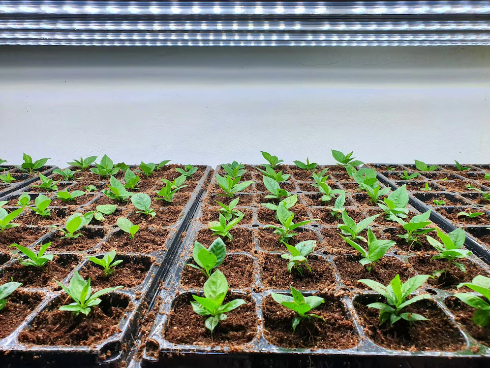 How LED Grow Lights Help Greenhouse Plants Thrive
