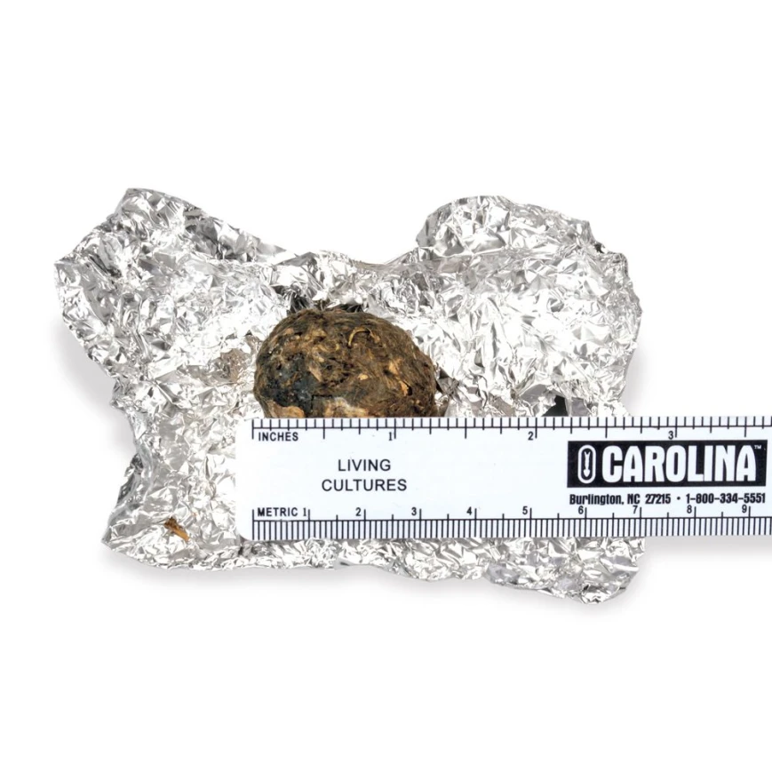 Preparing for Owl Pellet Dissection: What You Need for Your Classroom