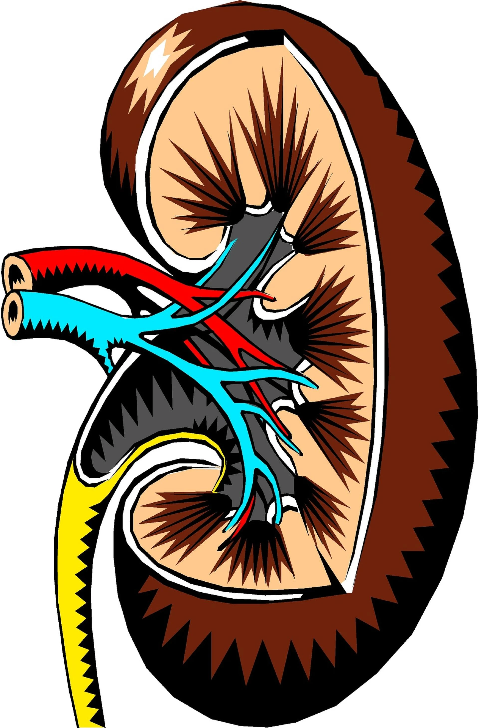 Importance of Staying Hydrated for Kidney Health: Keep Your Kidneys Healthy and Happy