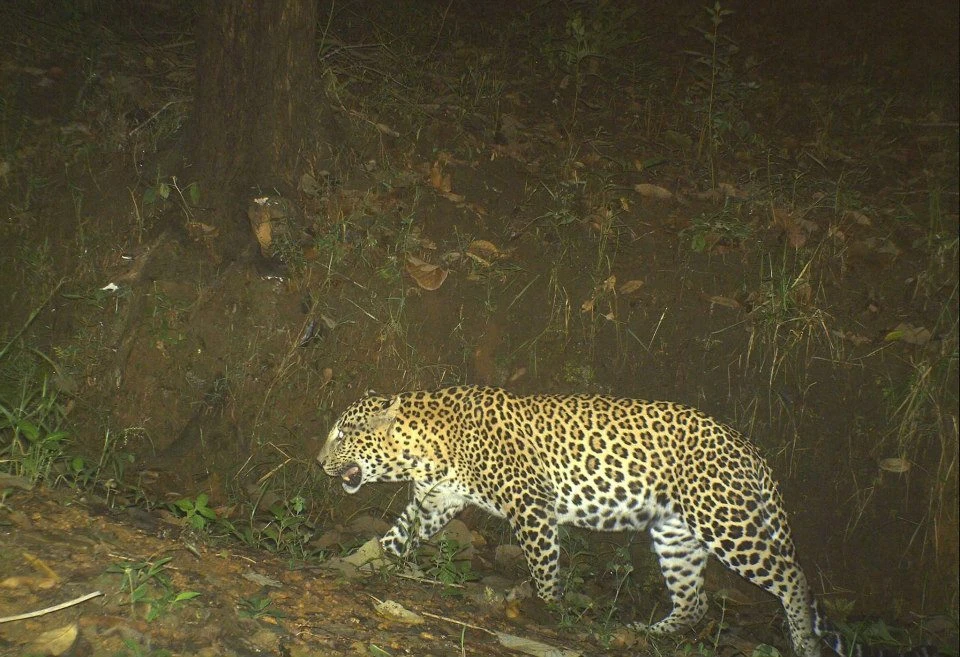 Why Visit Padmaja Naidu Himalayan Zoological Park?