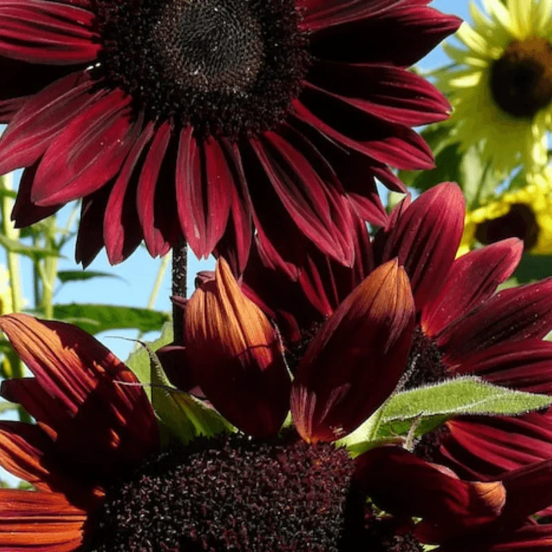Chocolate Cherry Sunflower Seeds: A Unique Addition to Your Garden