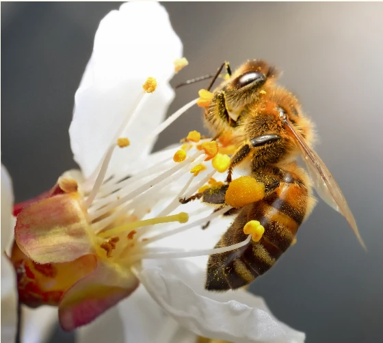 Royalty of the Hive: Where to Buy Mated Queen Bees