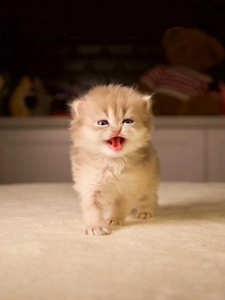The Playful Side of British Longhairs