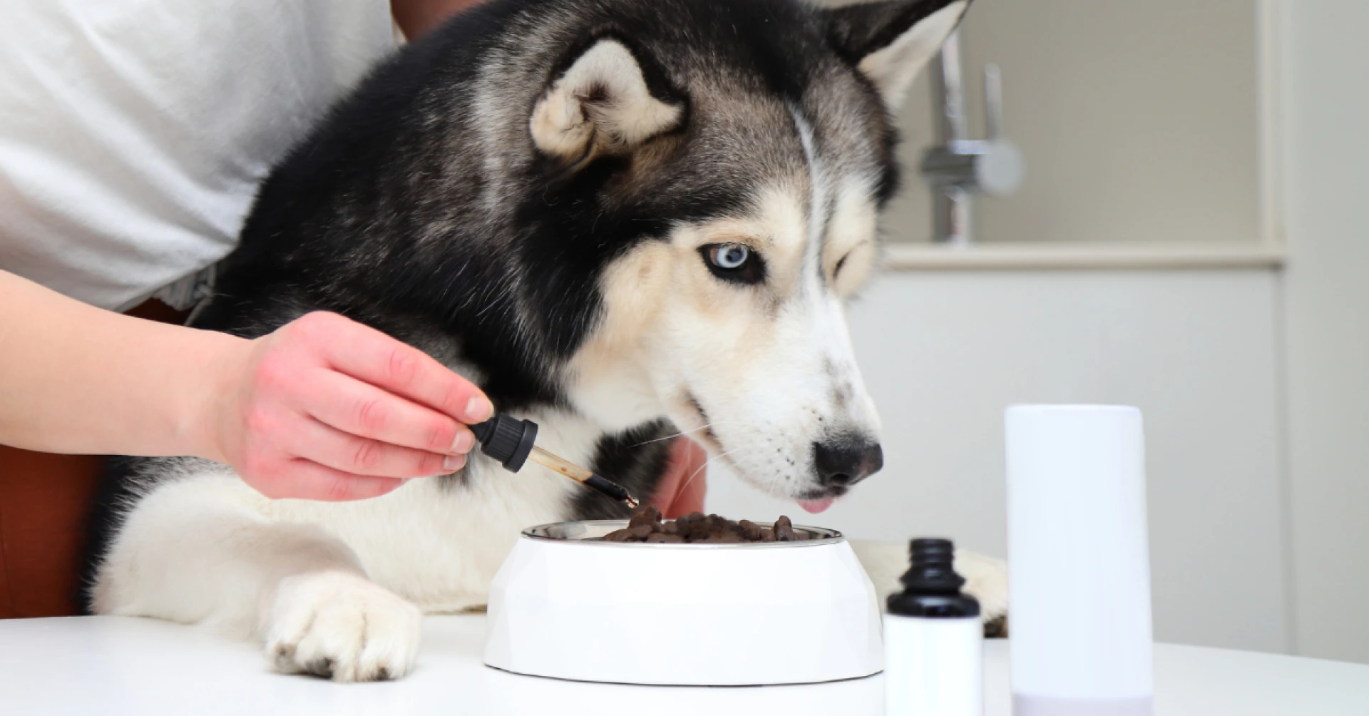 The Dog Supplement Revolution: What Every Owner Needs to Know