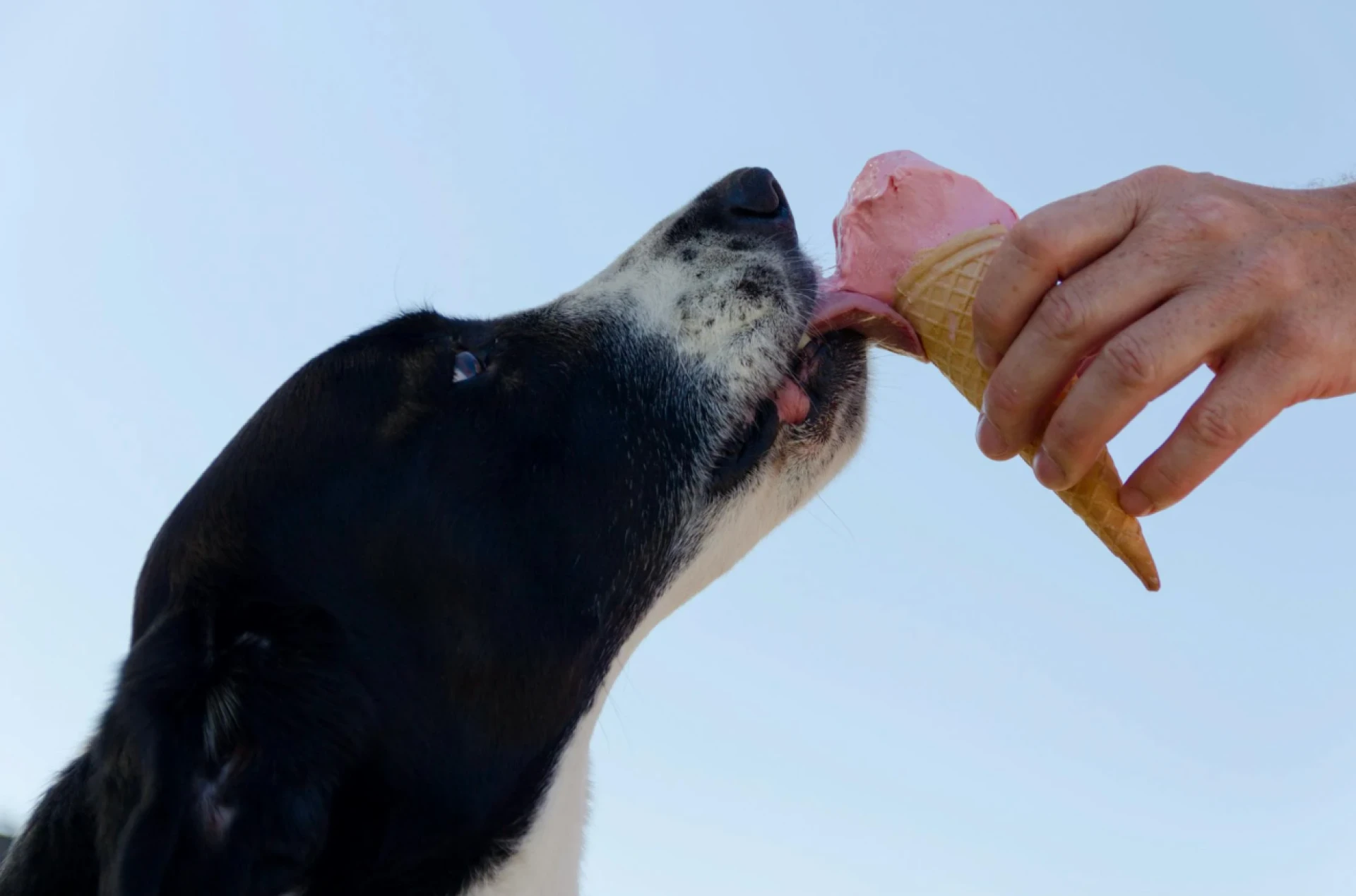 Sniff-Test Approved: How to Pick Safe & Happy Treats for Sensitive Pups