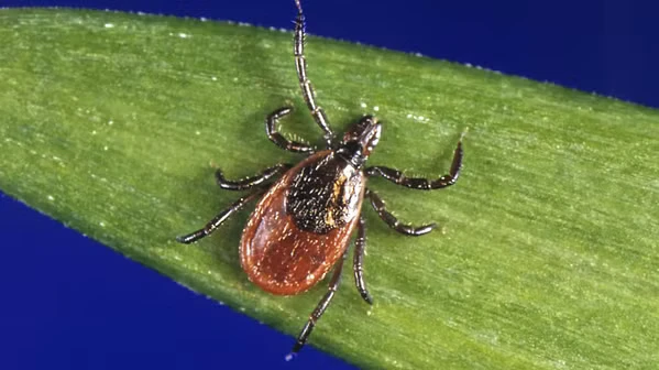 Your Essential Guide to Preventing Lyme Disease Naturally
