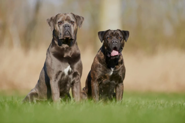 Cane Corso Puppy Milestones: What to Expect Month by Month