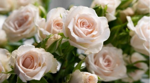 Dlaczego warto zamawiać kwiaty z dostawą do domu?