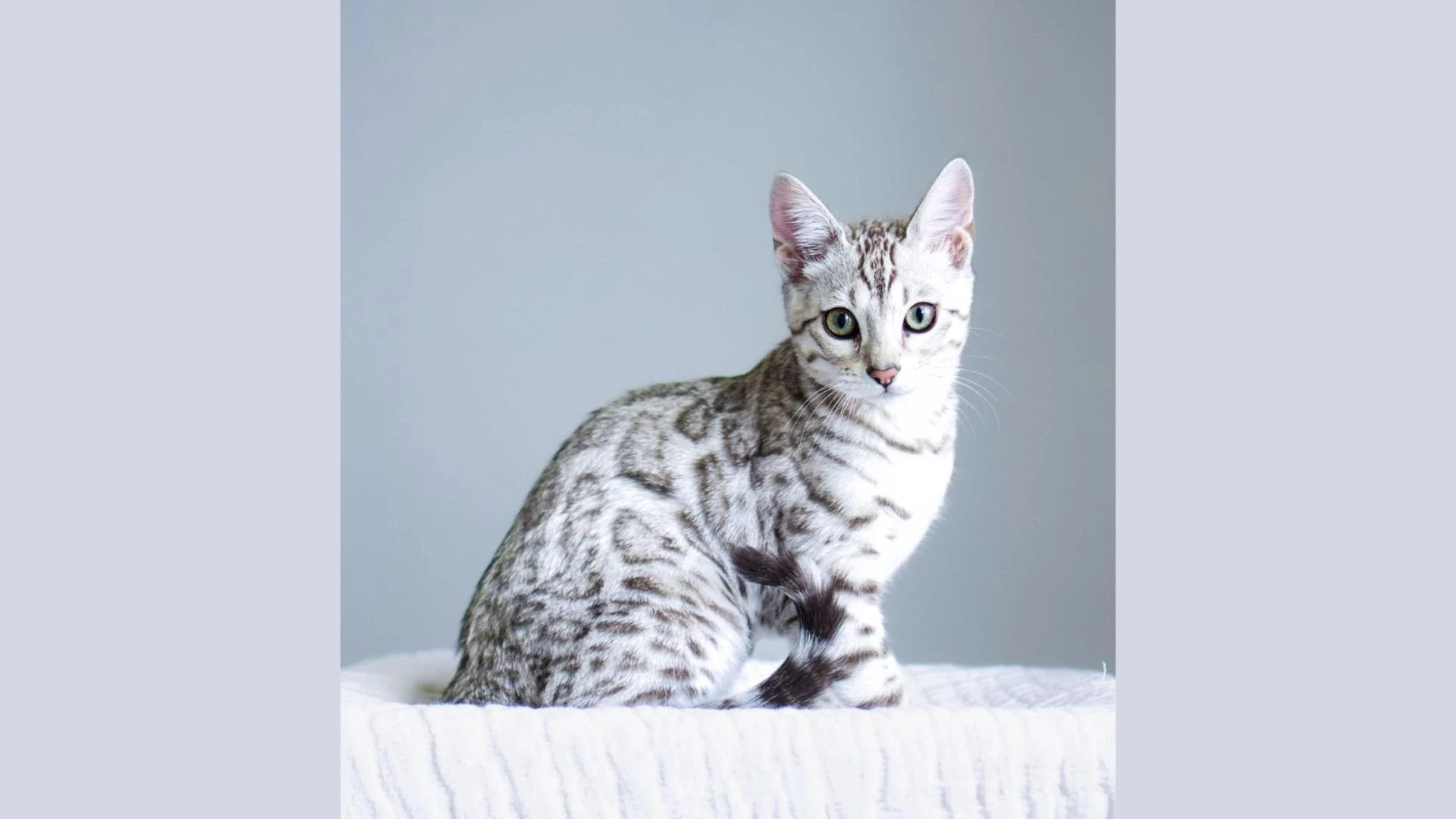 Training a Bengal Cat: Why Intelligence Meets Engagement in This Remarkable Breed