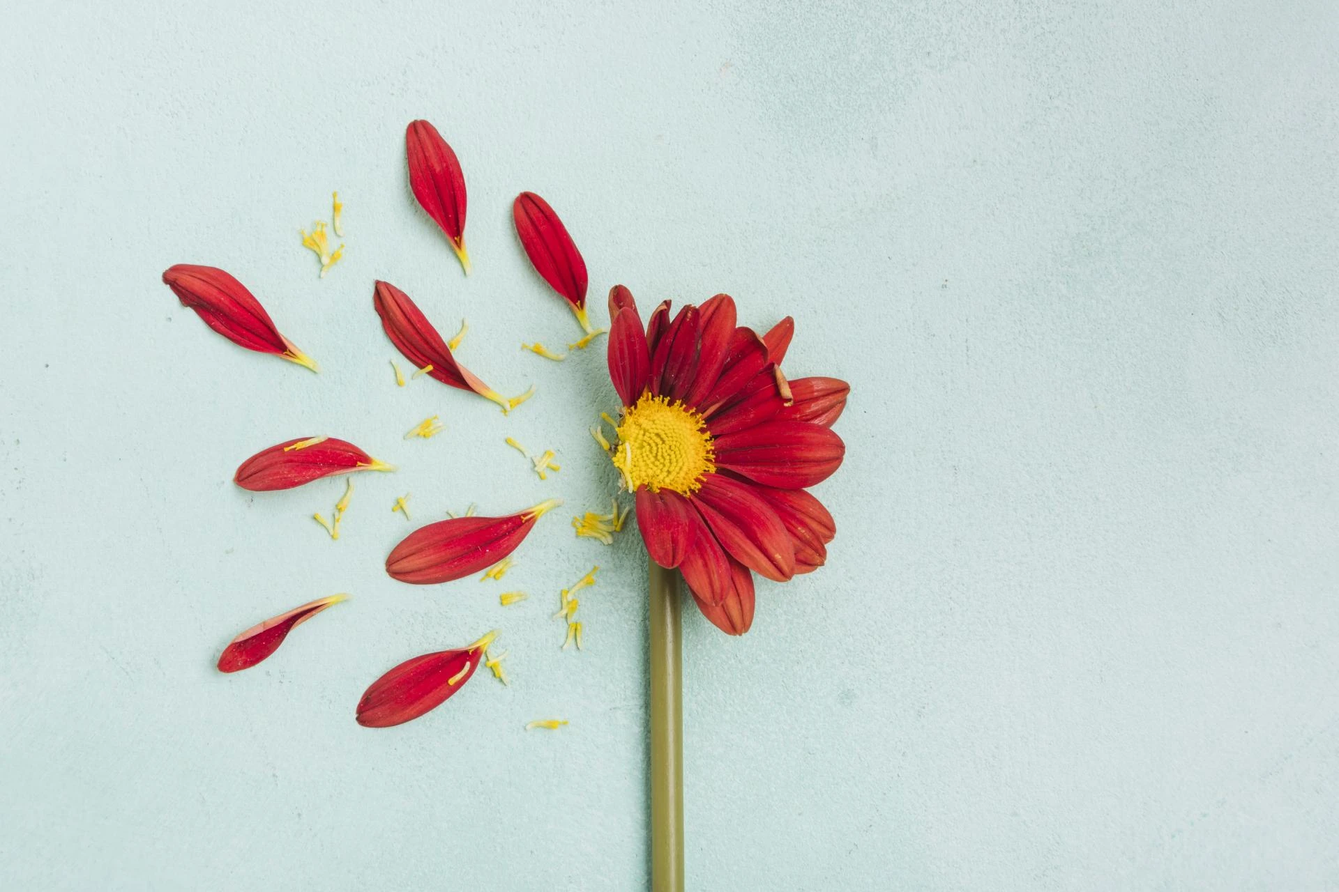 How Flowers Became Symbols of Love and Healing