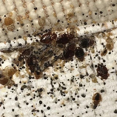 Professional Wasp Nest Removal and Pest Control Services in Glasgow: Your Ultimate Solution