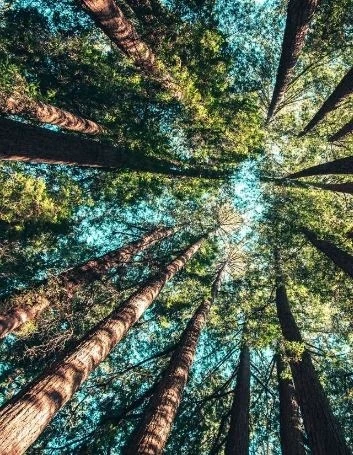 UK Family Tree Search - Tracing Your Ancestry with Precision