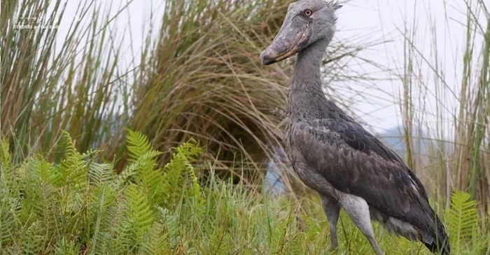 What Do Birders Dream About When They Think of Rare Texas Birds?