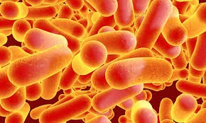 Typhoid Toxin Disrupts Blood–Brain Barrier: A New Insight into Salmonella Typhi's Neurological Effects