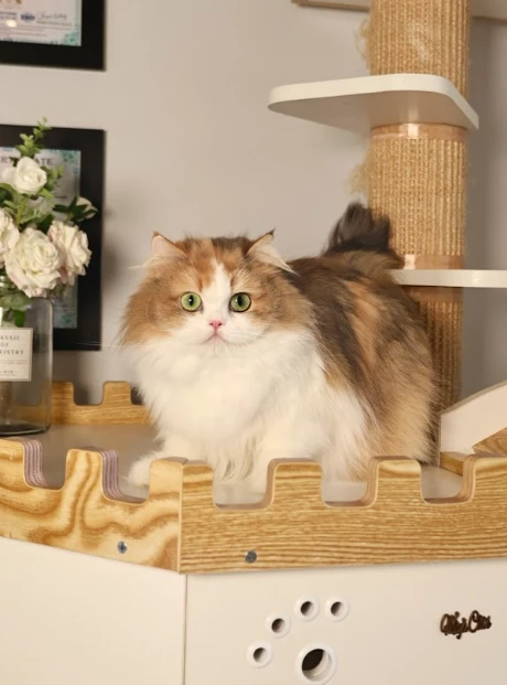 Common Myths About British Longhair Cats Debunked