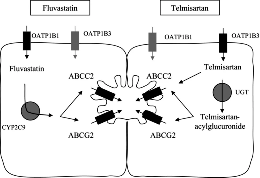 What Makes Fluvastatin Unique? Pharmacological Superiority in High-Risk Populations