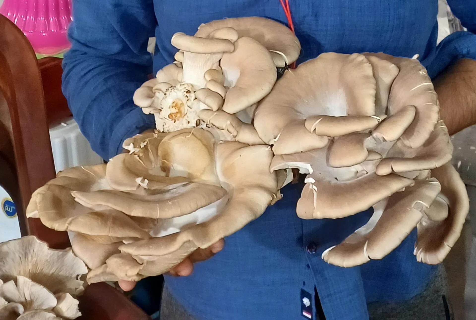 Boost Your Health with a Vitamin D-Enriched Health Drink Made from Fresh Mushrooms!